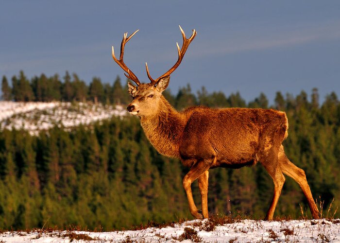Stag In Snow Greeting Card featuring the photograph Stag in the Winter Sun by Gavin Macrae
