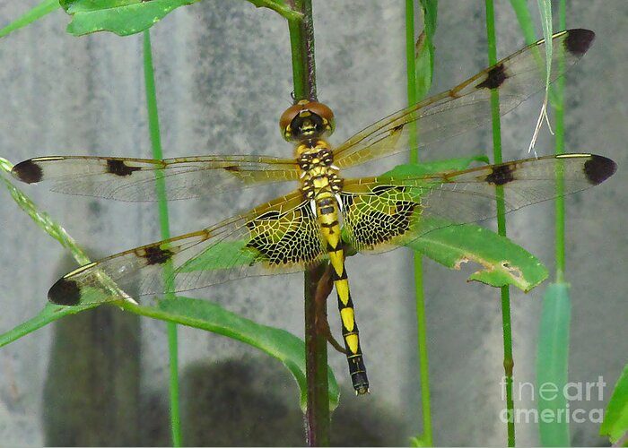 Dragonfly Greeting Card featuring the photograph Stained Glass on the Wing by Deborah Johnson