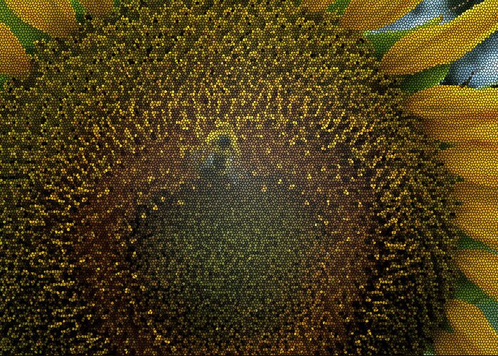 Nature Greeting Card featuring the photograph Stained glass Sunflower by Ricardo Dominguez