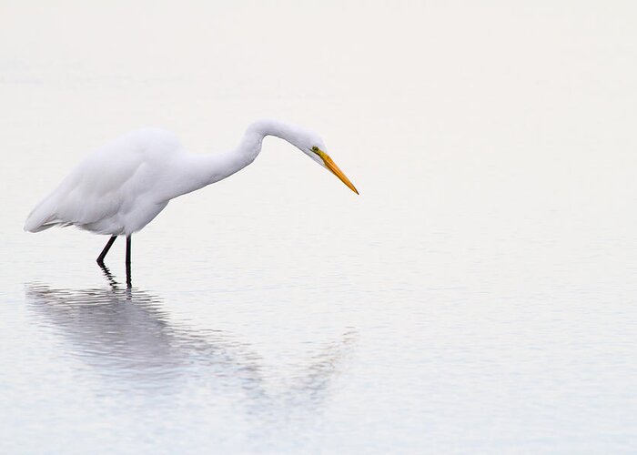 Egret Greeting Card featuring the photograph Stalking Egret by Karol Livote