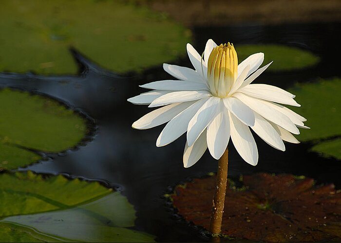 Water Greeting Card featuring the photograph Stand Tall Lily by Pat Exum