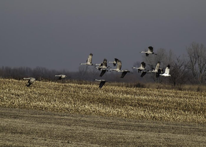 Whooping Crane Greeting Card featuring the photograph Standing Out 1 by Thomas Young