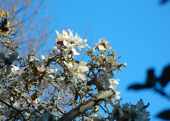 Magnolia Greeting Card featuring the photograph Star Magnolia 001 by Michael J Genevro