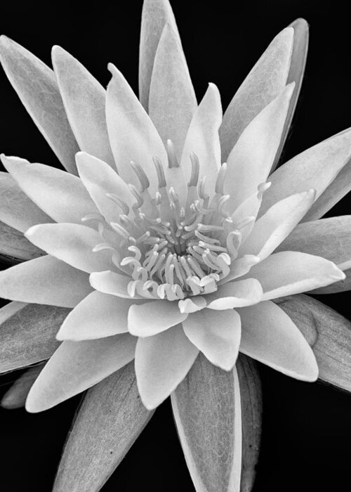 White Water Lily Greeting Card featuring the photograph Star Of The Water by Jeff Sinon