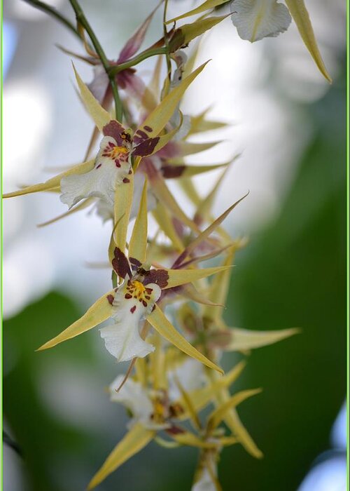 Anniversary Flower Greeting Card featuring the photograph Star orchids by Sonali Gangane