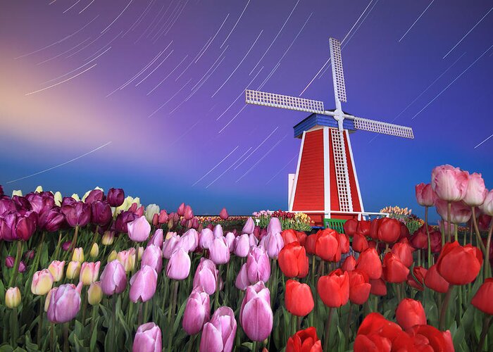 Star Greeting Card featuring the photograph Star trails windmill and tulips by William Lee