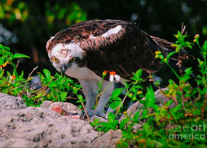 Osprey Greeting Card featuring the photograph Stare into my eyes by Quinn Sedam