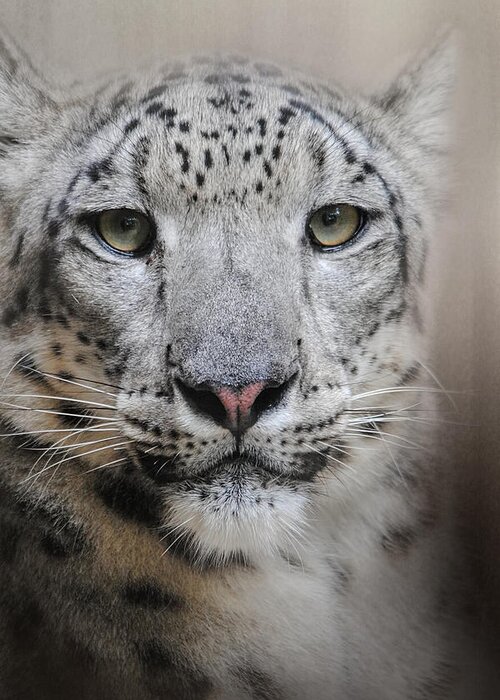 Jai Johnson Greeting Card featuring the photograph Stare Of The Snow Leopard by Jai Johnson