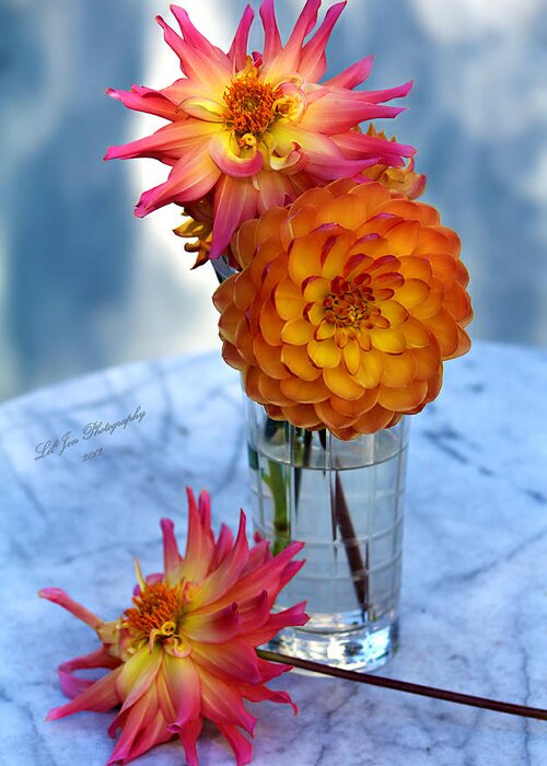 Dahlia Greeting Card featuring the photograph Starfire by Jeanette C Landstrom