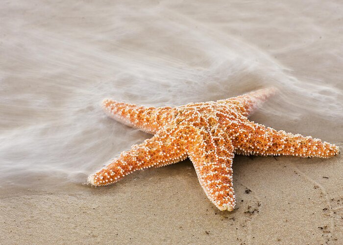 Beach Greeting Card featuring the photograph Starfish on the Beach by Bob Decker