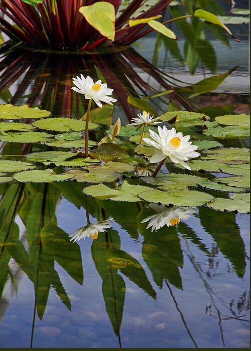 Water Lilies Greeting Card featuring the photograph Staring at the Sun by Theo O Connor