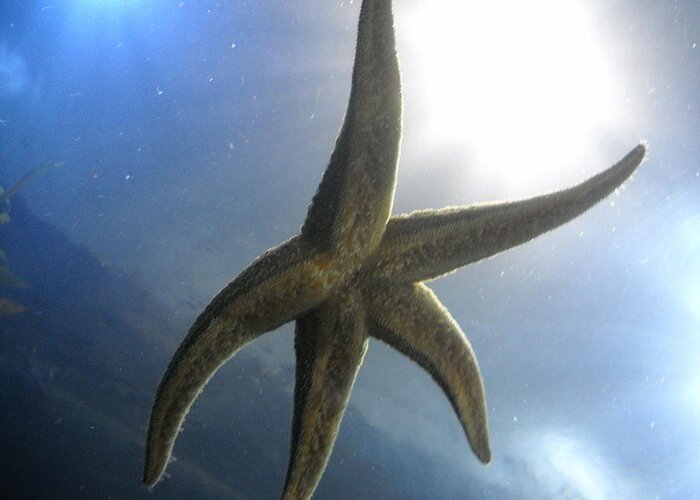 Starfish Greeting Card featuring the photograph Starlight by Kristen Kennedy