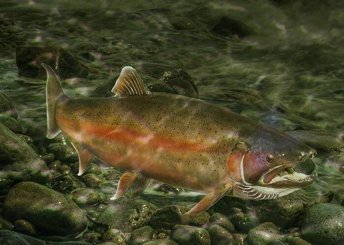 Trout Greeting Card featuring the photograph Steelhead Trout Spawning by Randall Nyhof