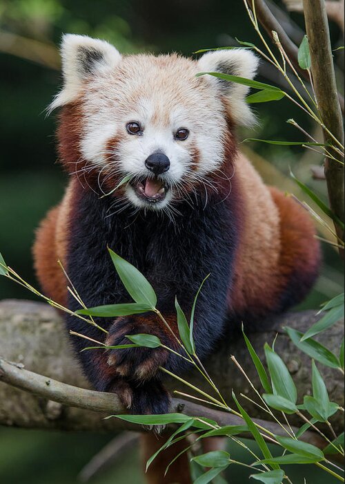 Red Panda Greeting Card featuring the photograph Stella at Lunch by Greg Nyquist