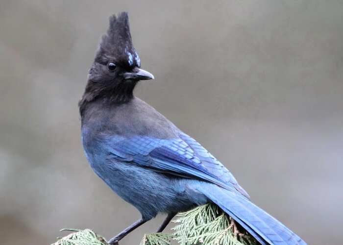 Jay Greeting Card featuring the photograph Steller's Jay by Angie Vogel