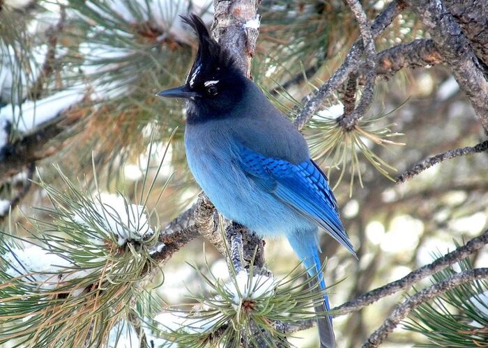 Colorado Greeting Card featuring the photograph Steller's Jay Profile by Marilyn Burton