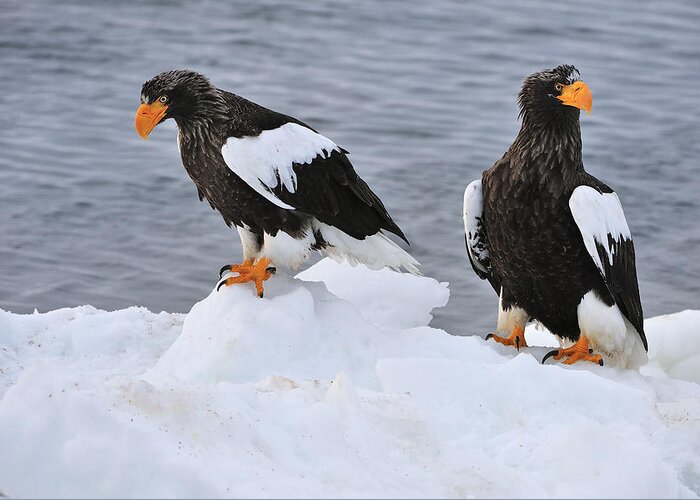 Thomas Marent Greeting Card featuring the photograph Stellers Sea Eagles On Ice Hokkaido by Thomas Marent