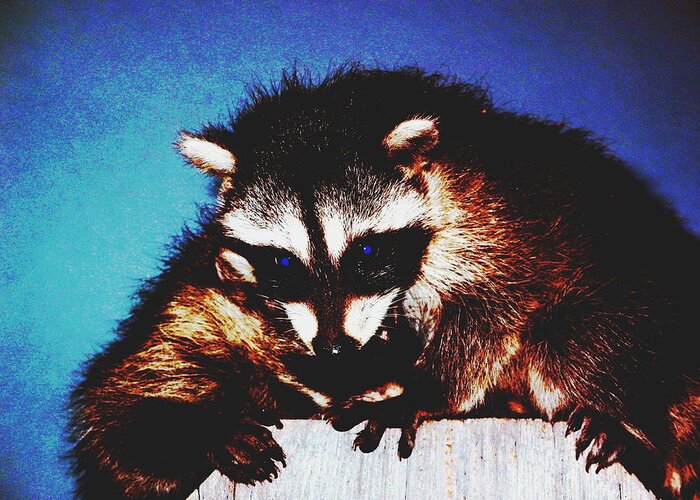 Raccoon Greeting Card featuring the photograph Stick em Up by Derek Dean