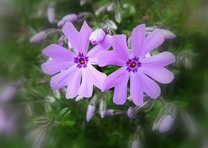 Phlox Greeting Card featuring the photograph Sticky Phlox by Nick Kloepping