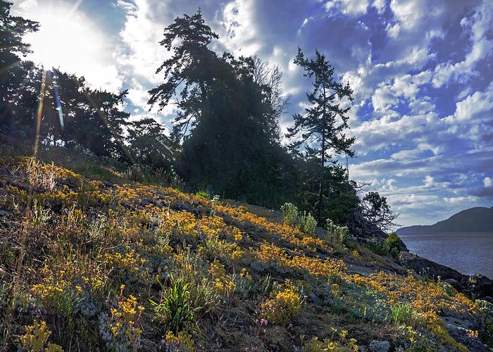Wildflowers Greeting Card featuring the photograph Stonecrop and Sun by Geoffrey Ferguson