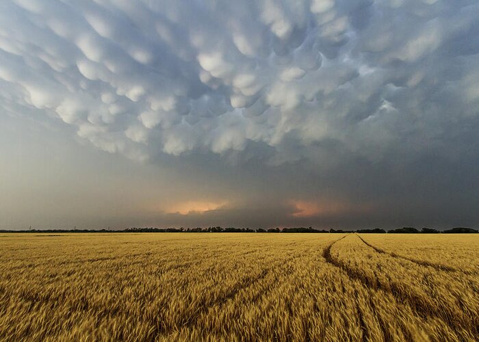 Kansas Greeting Card featuring the photograph Storm over wheat by Rob Graham