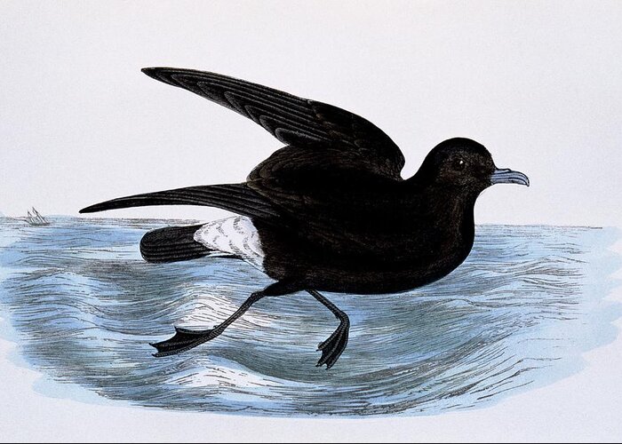 Storm Petrel Greeting Card featuring the photograph Storm Petrel by George Bernard/science Photo Library