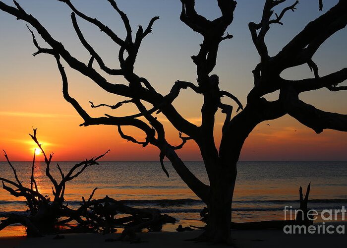  Jekyll Island Greeting Card featuring the photograph Storm Skeletons by Marty Fancy