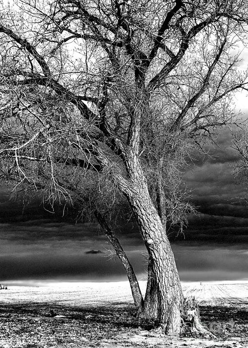 Nature Greeting Card featuring the photograph Storm Tree by Steven Reed