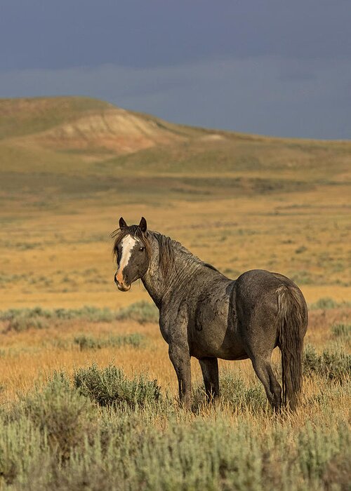 Wild Horse Greeting Card featuring the photograph Stormborne by Sandy Sisti