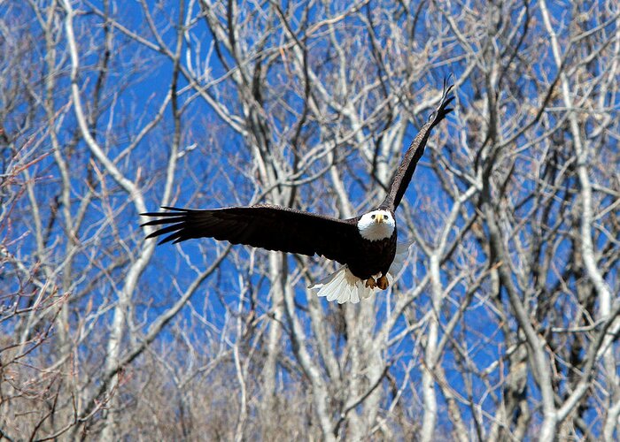 Eagle Greeting Card featuring the photograph Straight on for you. by John Freidenberg