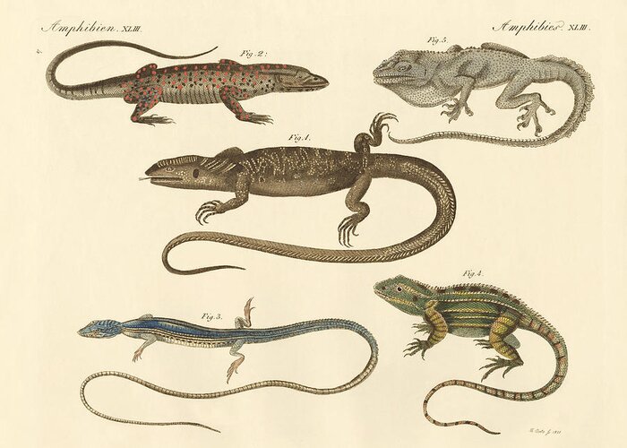 Bertuch Greeting Card featuring the drawing Strange amphibians by Splendid Art Prints