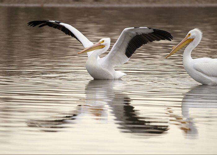 Pelican Greeting Card featuring the photograph Streaching its Wings by Gary Langley