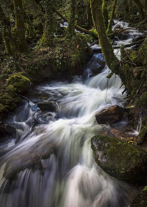 Stream Greeting Card featuring the photograph Stream on Eume River Galicia Spain by Pablo Avanzini