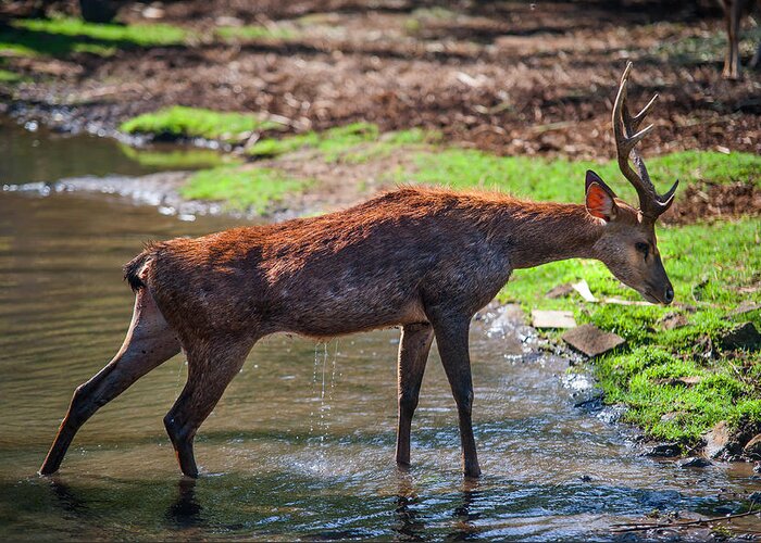 Nature Greeting Card featuring the photograph Stretching after Bathing. Male Deer in the Pampelmousse Botanical Garden. Mauritius by Jenny Rainbow
