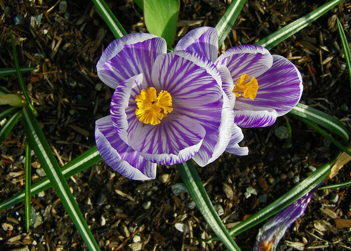 Crocus Greeting Card featuring the photograph Striped Crocus by Tikvah's Hope