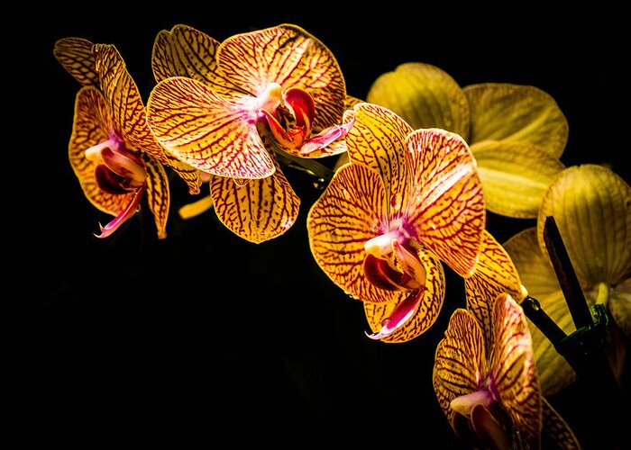 Orchid Greeting Card featuring the photograph Striped Orchids 2 by George Kenhan