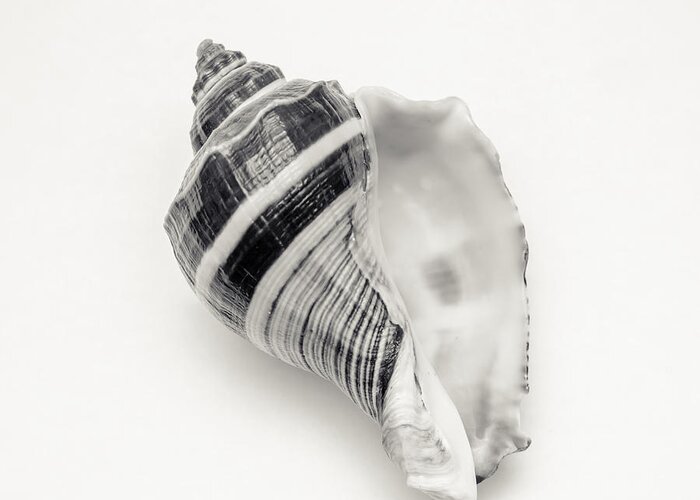 Seashell Photography Greeting Card featuring the photograph Striped Sea Shell 2 by Lucid Mood