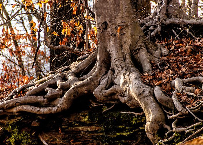 Mt.laurel Greeting Card featuring the photograph Strong Roots by Louis Dallara