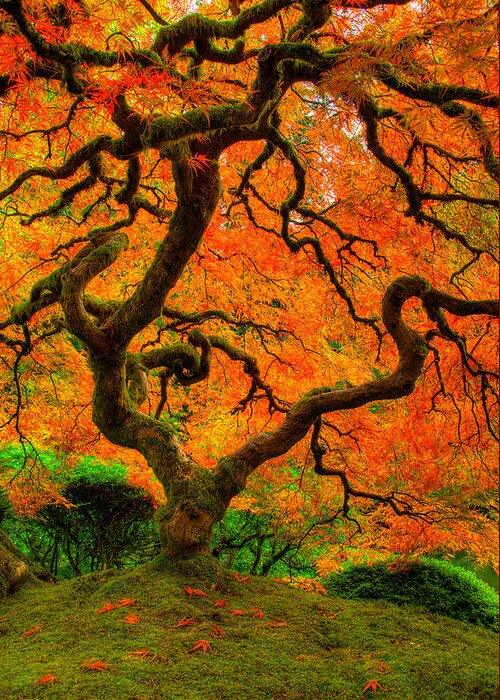 Tree Greeting Card featuring the photograph Structured Beauty by Dustin LeFevre