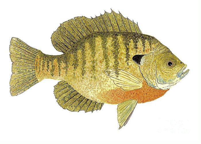 Fish Greeting Card featuring the painting Study of a Bluegill Sunfish by Thom Glace