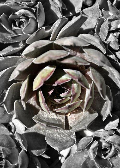 Plant Greeting Card featuring the photograph Succulent by Henry Kowalski