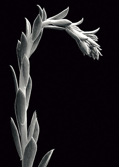 Succulent;black & White Greeting Card featuring the photograph Bowing Succulent by Robert Woodward