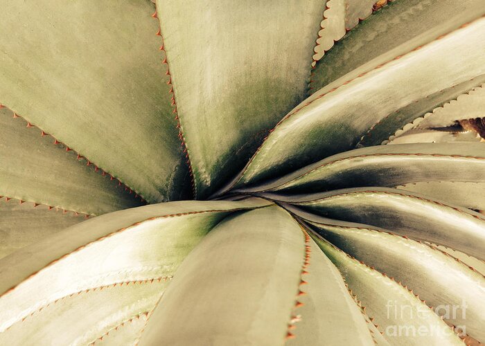 Succulent Greeting Card featuring the photograph Succulent by Jacklyn Duryea Fraizer