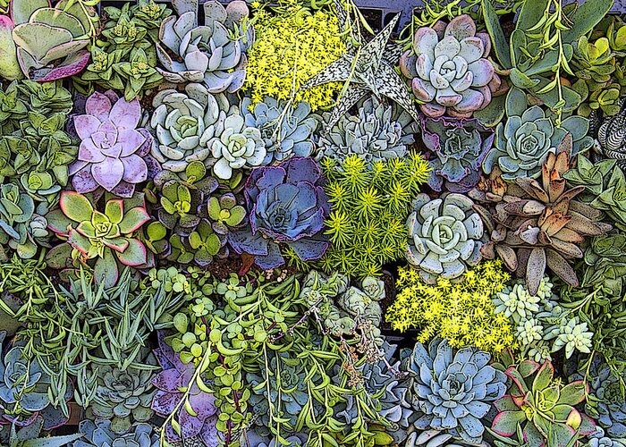 Succulent Greeting Card featuring the photograph Succulent Wall by Andre Aleksis