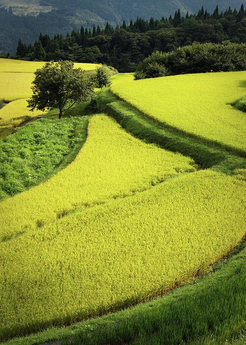 Tranquility Greeting Card featuring the photograph Such As Rice Fields Patchwork by Seiji Nakai