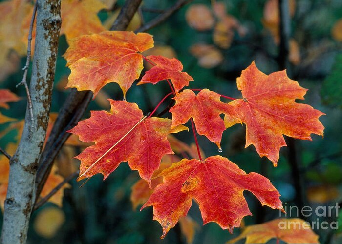 Fall Colors Greeting Card featuring the photograph Sugar Maple Leaves by Stephen J Krasemann