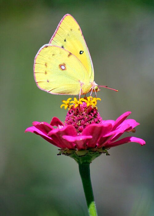 Pink Greeting Card featuring the photograph Sulphur Butterfly on Pink Zinnia by Karen Adams