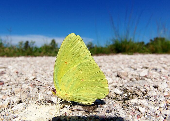 Yellow Butterfly Greeting Card featuring the photograph Sulphur Yellow Butterfly by Christopher Mercer
