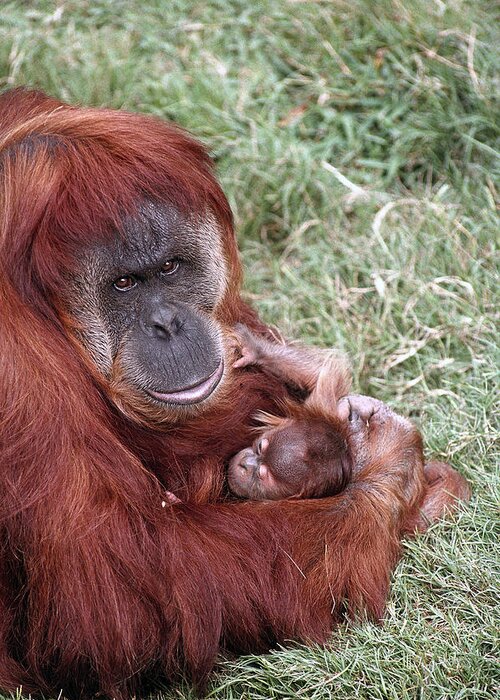 Feb0514 Greeting Card featuring the photograph Sumatran Orangutan Mother Holding Baby by San Diego Zoo