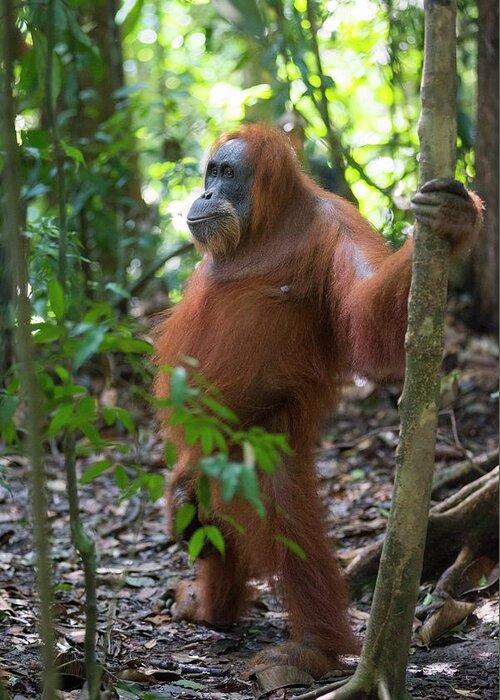 Animal Greeting Card featuring the photograph Sumatran Orangutan by Scubazoo